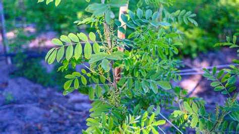 Plant of the Month: Indigo - JSTOR Daily - wintechmobiles.com
