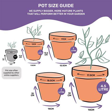 Plant Pot size Guide and dimensions - Size - raincitystudios.com