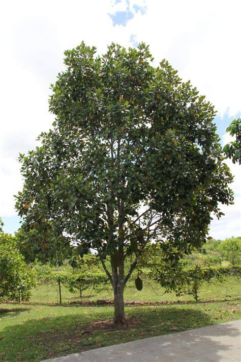 Plant Profile: Jackfruit (Artocarpus heterophyllus) - raincitystudios.com