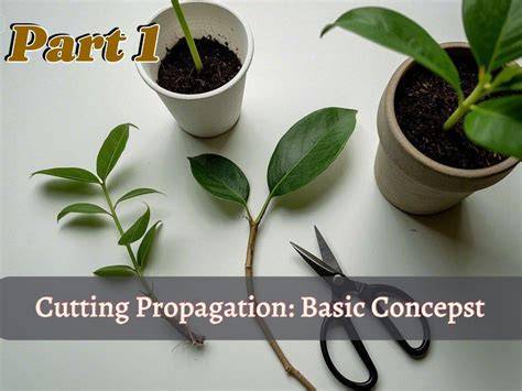 Plant propagation basics - MSU Extension - raincitystudios.com