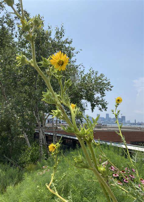 Plant - Fine Gardening - raincitystudios.com