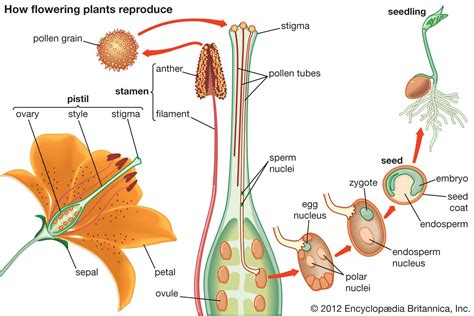 Plant reproductive system - Gymnosperms, … - muktibox.com