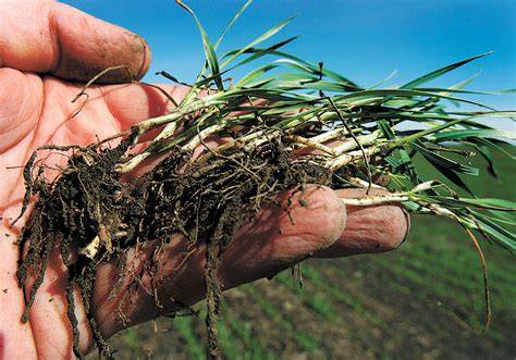 Plant root hairs can help prevent soil erosion - raincitystudios.com