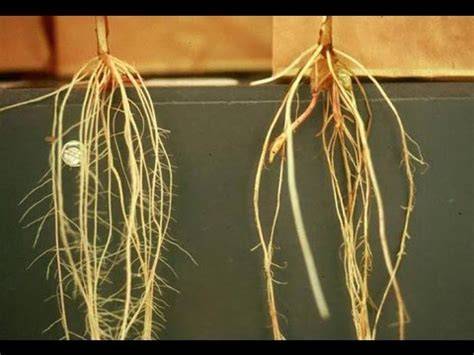 Plant root hairs key to reducing soil erosion | ScienceDaily - raincitystudios.com
