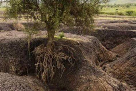 Plant root hairs key to reducing soil erosion - raincitystudios.com
