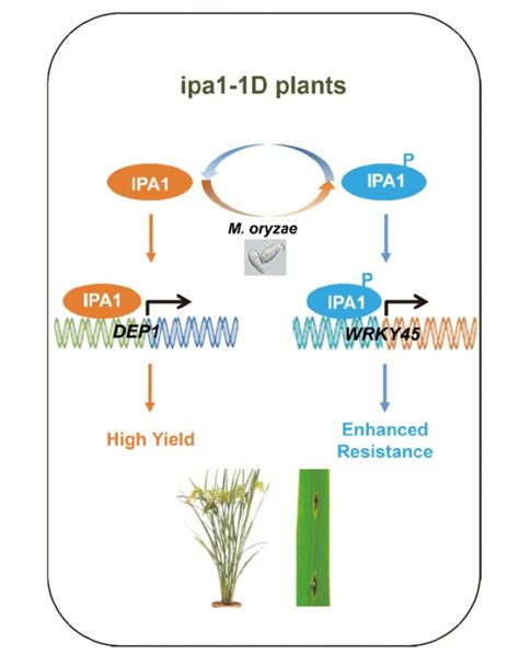 PLANT SCIENCE A single transcription factor promotes …