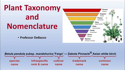 Plant taxonomy - muktibox.com