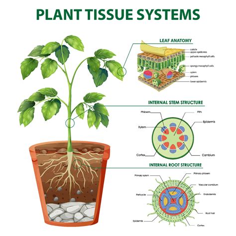 Plant Tissue Systems - ThoughtCo - muktibox.com