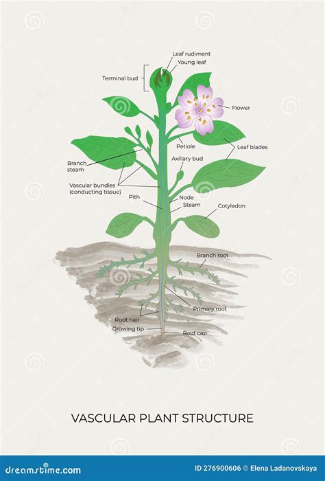 Plant vascular Stock Vector Images - Alamy - muktibox.com