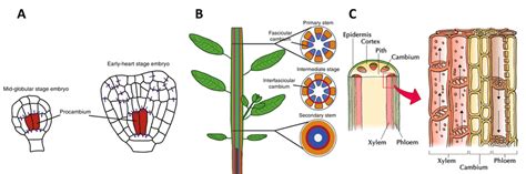 plant vascular system Flashcards | Quizlet - muktibox.com
