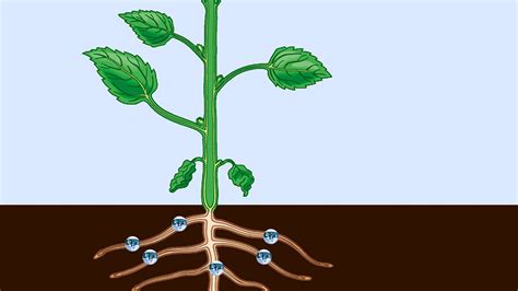 Plant Vascular System - an overview | ScienceDirect Topics - muktibox.com