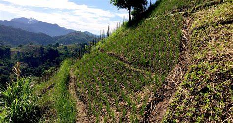 Plant-based low-cost soil protection and slope stabilization - raincitystudios.com