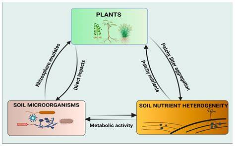 Plant-Soil Interactions: Nutrient Uptake - Nature - raincitystudios.com