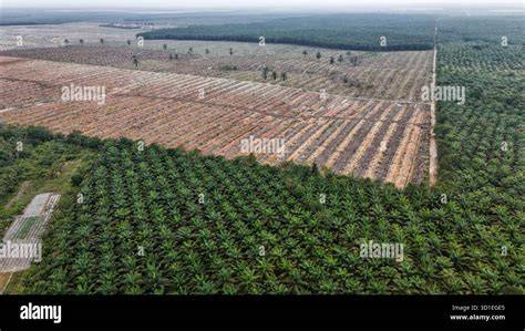 plantation in North Kalimantan, - raincitystudios.com