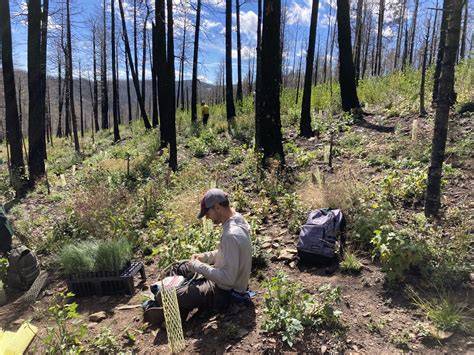 Planted seedling survival in a post-wildfire landscape: From ... - raincitystudios.com