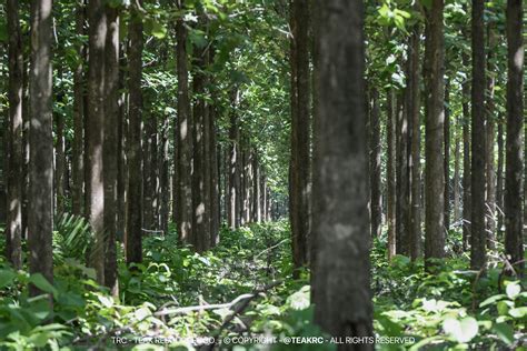 Planted Teak Forests - ResearchGate - raincitystudios.com