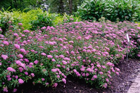 Planting, Growing, and Caring for Spirea Shrubs - raincitystudios.com