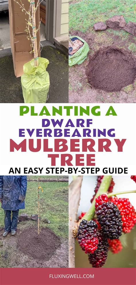 Planting a Dwarf Everbearing Mulberry Tree - Fluxing Well - raincitystudios.com