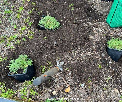 Planting a Simple Dye Garden - Ranchlands - raincitystudios.com