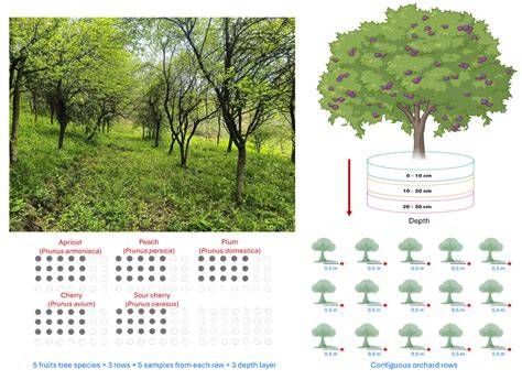 Planting for a changing climate: Smallholders’ tree species selection ... - raincitystudios.com