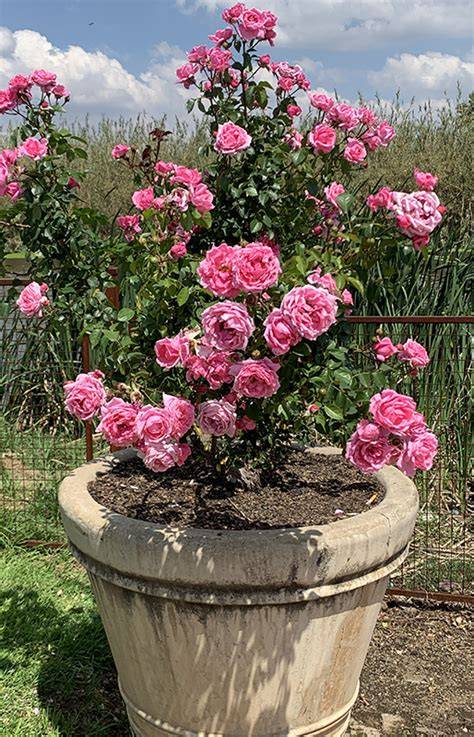 Planting Grafted Container Roses - Paul Zimmerman … - raincitystudios.com