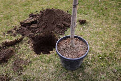 Planting hole - Planting - Landscape plants - Edward F. - raincitystudios.com
