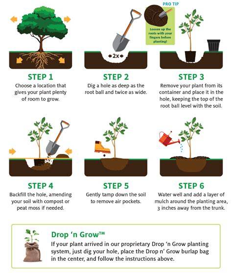 PLANTING INSTRUCTIONS | ANCHORING TREES - lappen-tree … - raincitystudios.com