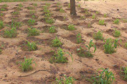 Planting pits (zai pits) - Waterproductivity - raincitystudios.com
