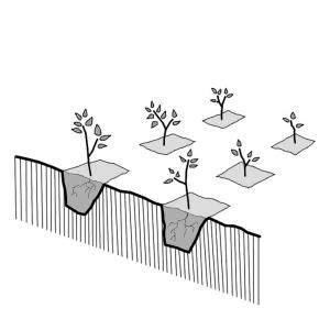 Planting Pits | SSWM - Find tools for sustainable … - raincitystudios.com