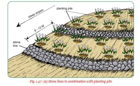 Planting pits and stone lines - raincitystudios.com