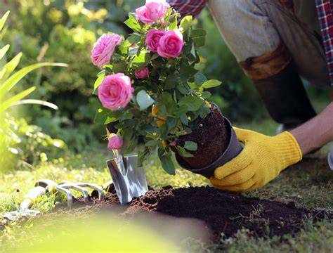 Planting Roses: How To Plant Roses For The … - raincitystudios.com