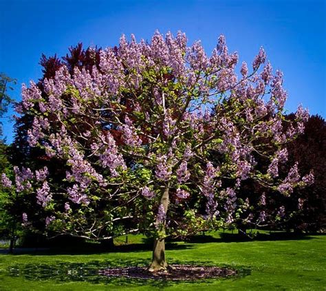 Planting Royal Empress Trees - raincitystudios.com