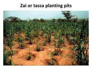 Planting Stations / Zai / Tassa - raincitystudios.com
