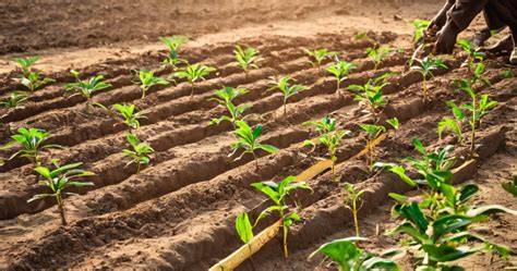 Planting Techniques for a Successful Mango Orchard - raincitystudios.com
