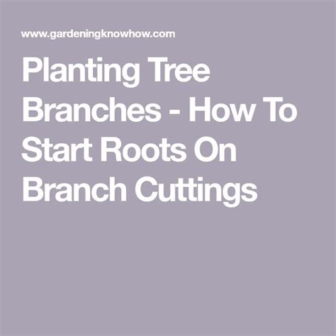 Planting Tree Branches - How To Start Roots On … - raincitystudios.com