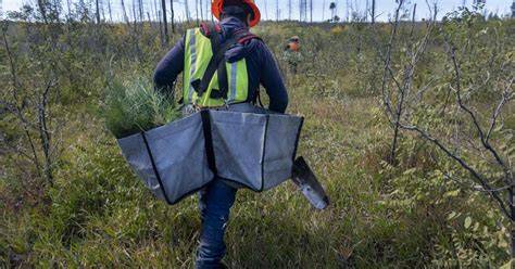Planting Trees Can Help Forests After a Fire - raincitystudios.com