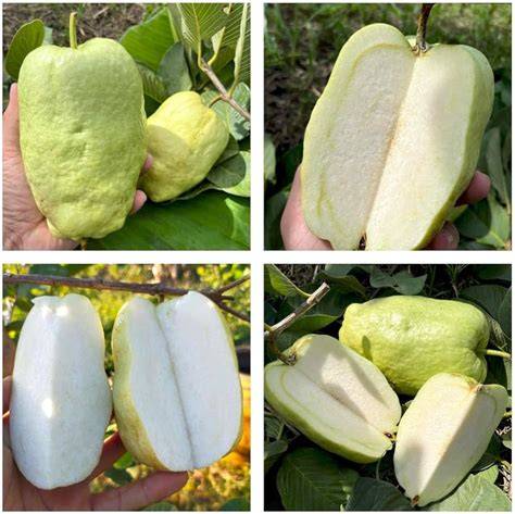 Plantopia Patillo Seedless Guava Plant Rare Seedless Tropical Sweet ... - raincitystudios.com