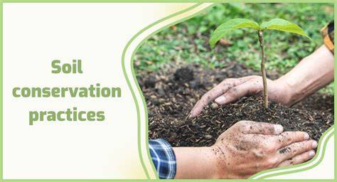 Plants, Trees, And Their Role In Soil Conservation - raincitystudios.com