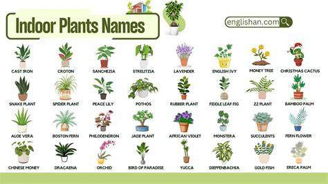 Plants &amp; People: Hass Avocado - raincitystudios.com