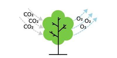 Plants absorb more CO2 than we thought, but - The … - raincitystudios.com