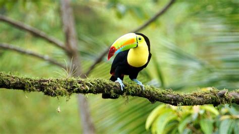 Plants and Animals Found in Cloud Forests: A Haven of Biodiversity - raincitystudios.com