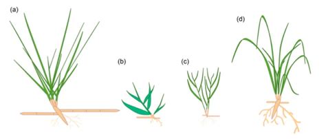 Plants and dune dynamics - Nature Reviews Earth & Environment - wintechmobiles.com