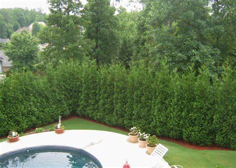 Plants for privacy - Homes and Gardens - raincitystudios.com