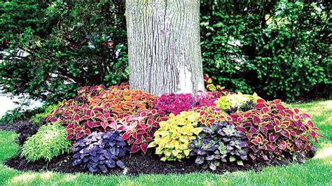 Plants for under trees | RHS Advice - raincitystudios.com
