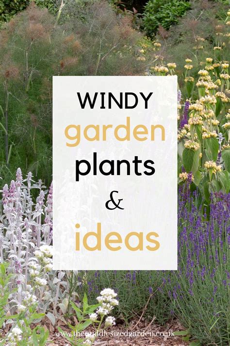 Plants for windy and exposed places - Capital Gardens - raincitystudios.com