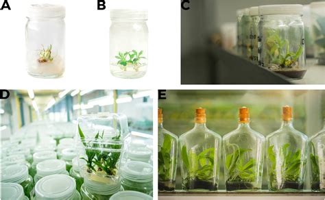 Plants in vitro propagation with its applications in food ... - muktibox.com