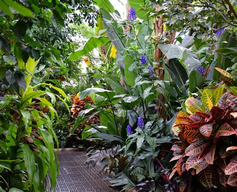 Plants - Amazon Aid - muktibox.com