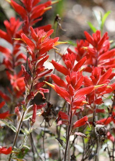 Plants of the Montane Cordillera Ecozone - raincitystudios.com