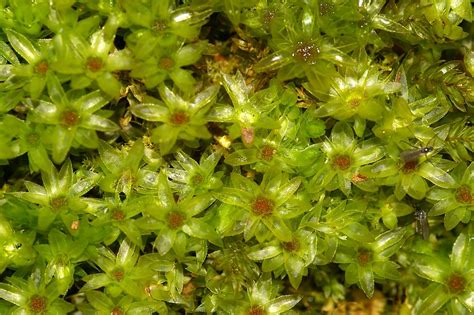 PLANTS Profile for Mnium hornum (horn calcareous moss) USDA …