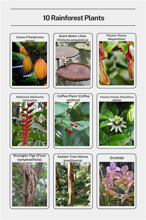 Plants - Yosemite National Park (U.S. National Park … - raincitystudios.com